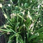 Allium paradoxum Листок