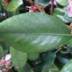 Rhodomyrtus tomentosa Hostoa