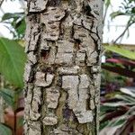 Cassia abbreviata Bark