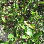 Coffea buxifolia Hábito