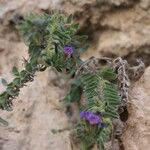 Alkanna tinctoria Flower