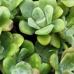 Sedum spathulifolium List