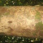 Schefflera decaphylla 樹皮