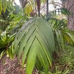 Areca vestiaria Leaf