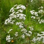 Stevia ovata Hábito