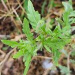 Oenothera laciniata 葉