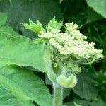 Heracleum lanatum Квітка