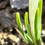 Crocus carpetanus Blatt