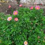 Argyranthemum frutescensFlower