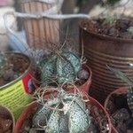 Astrophytum capricorne 花