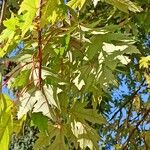 Acer × freemanii পাতা