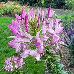 Cleome spinosa Λουλούδι