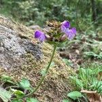 Prunella hastifolia Libunga