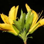 Erblichia odorata 花