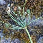 Nothoscordum gracile Fruit