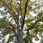 Ulmus serotina Habitus