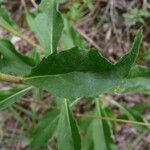 Hieracium virgultorum Blatt