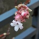 Viburnum × bodnantense Kwiat