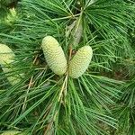 Cedrus deodara Fruchs