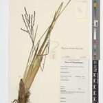 Thyrsia schliebenii Other