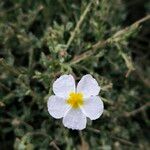 Helianthemum almeriense Цветок