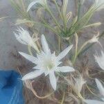 Pancratium maritimum L. ফুল