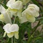 Antirrhinum braun-blanquetii 花