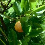 Citrus reticulata 果實