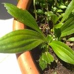 Plantago australis Deilen