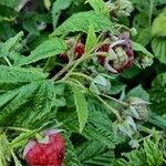 Rubus idaeus عادت