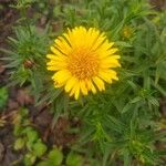 Inula ensifolia Flor