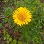 Inula ensifolia 花