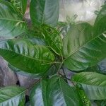 Piper tuberculatumFolla