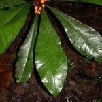 Clavija costaricana Leaf