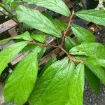 Theobroma grandiflorum Hoja