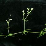 Galium hirtiflorum Habitus