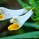 Melampyrum pratense Fleur