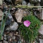 Dianthus subacaulis Blüte