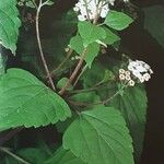 Ageratina adenophora Blatt