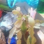 Schlumbergera bridgesii Fulla