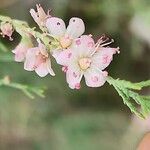 Tamarix passerinoides Blomma