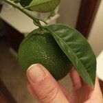 Citrus aurantiifolia 果実
