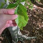 Fagus grandifoliaഇല