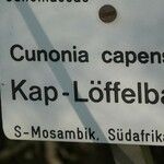 Cunonia capensis Otro