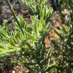 Oenothera suffrutescens Folha