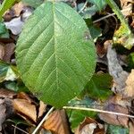 Rubus macrophyllus Blad