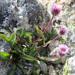 Erigeron neglectus Diğer