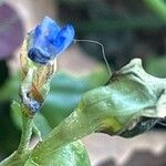 Commelina communisFleur