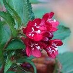 Weigela hortensisफूल