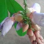 Vicia orobus Flower